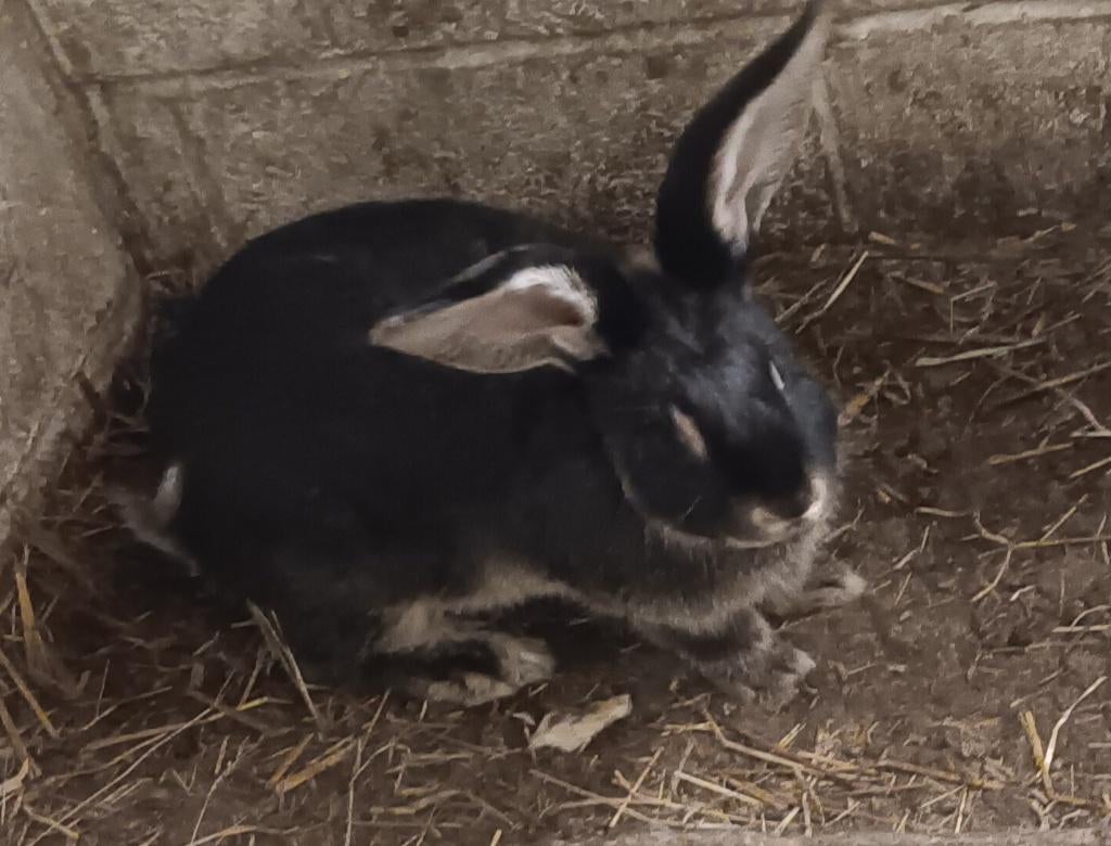 Duitsereus zwarte otter ram, Dieren en Toebehoren, Konijnen, Mannelijk, Groot, 0 tot 2 jaar