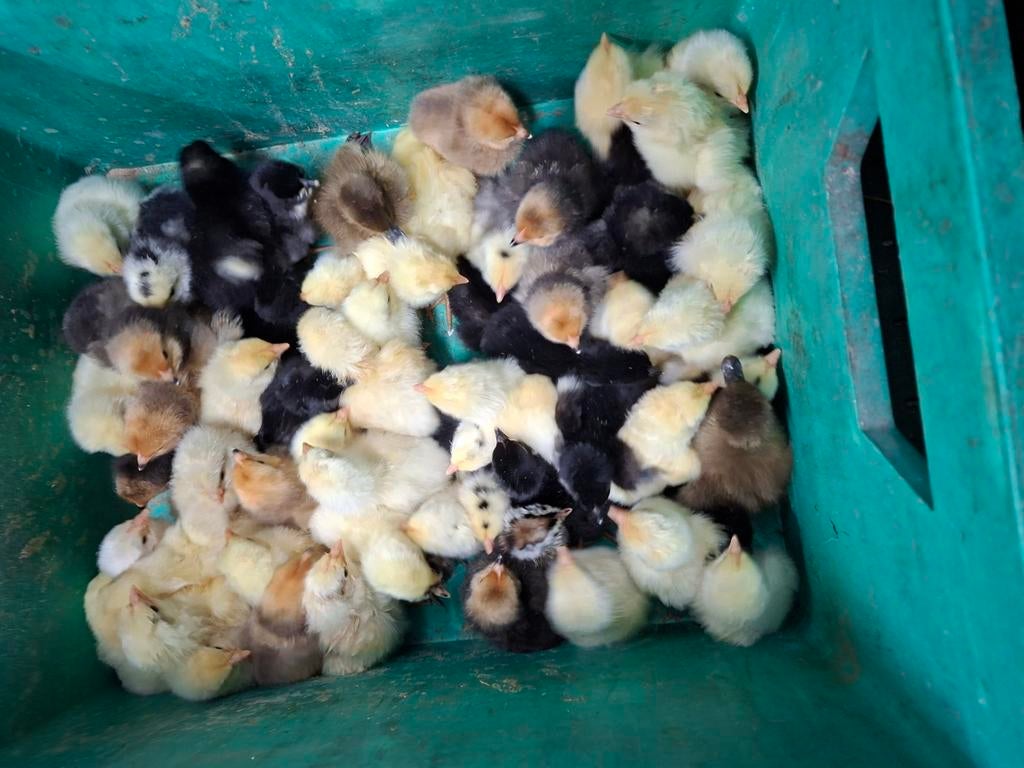 Kuikens poule de bresse en australorp, Enlèvement