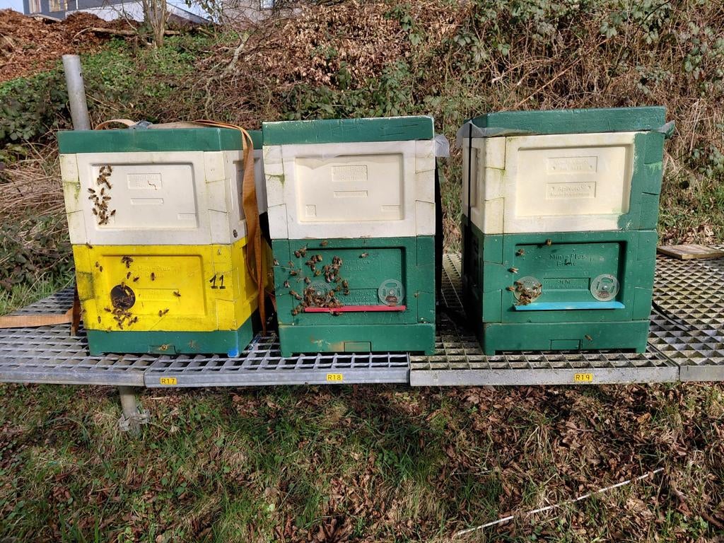 Essaims hivernés – Buckfast – DNM / MiniPlus