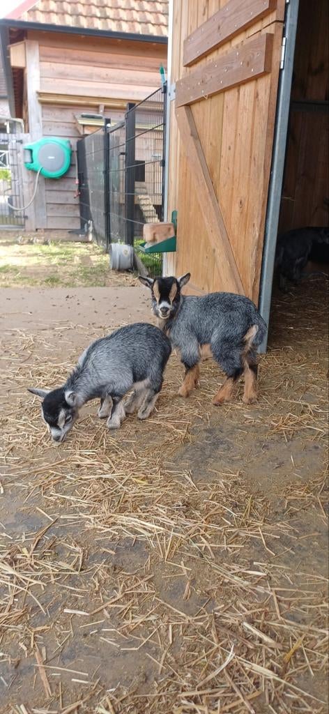 Bokje (2st.) - Blauwschimmel tan - 8 weken oud, Dieren en Toebehoren