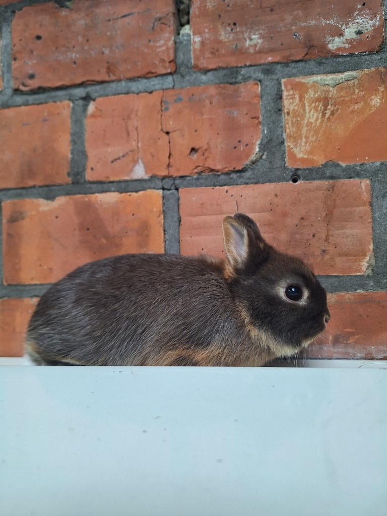 Kleurdwerg konijntjes vrouwtjes, Dieren en Toebehoren, Konijnen