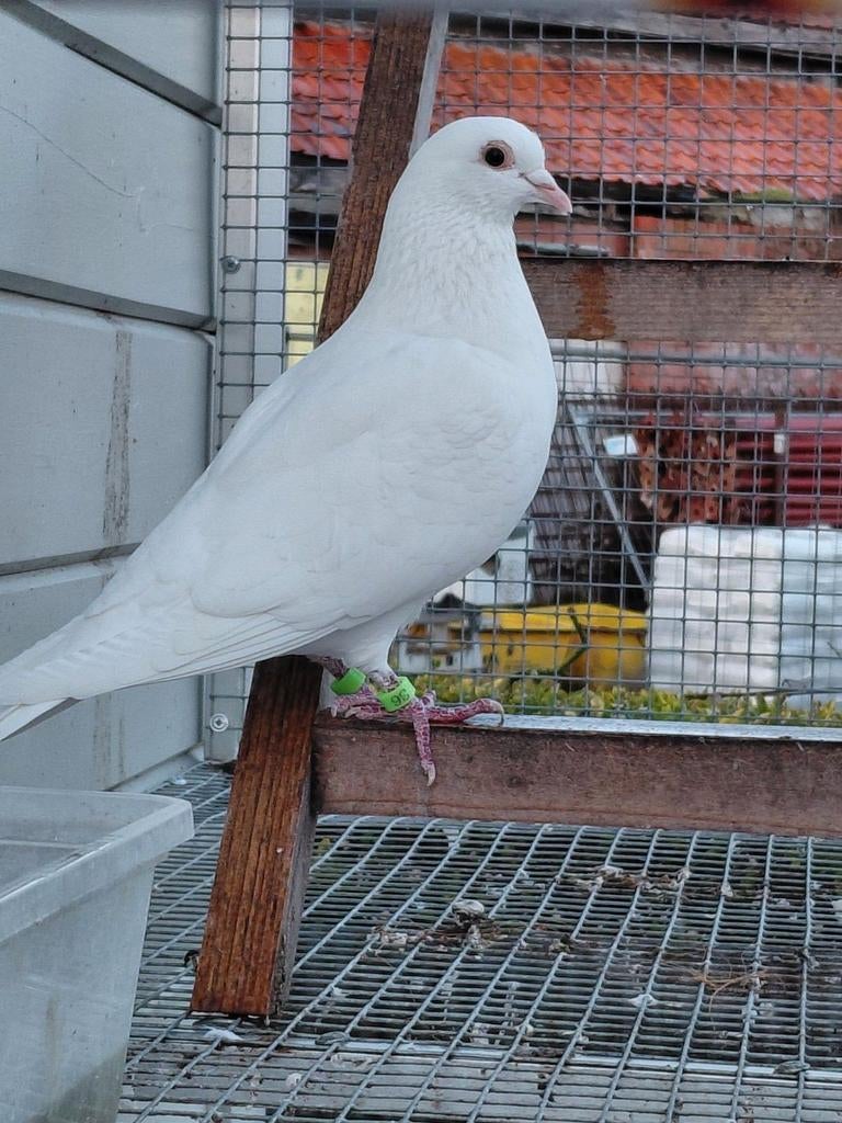 Witte reisduifduivin, Vrouwelijk