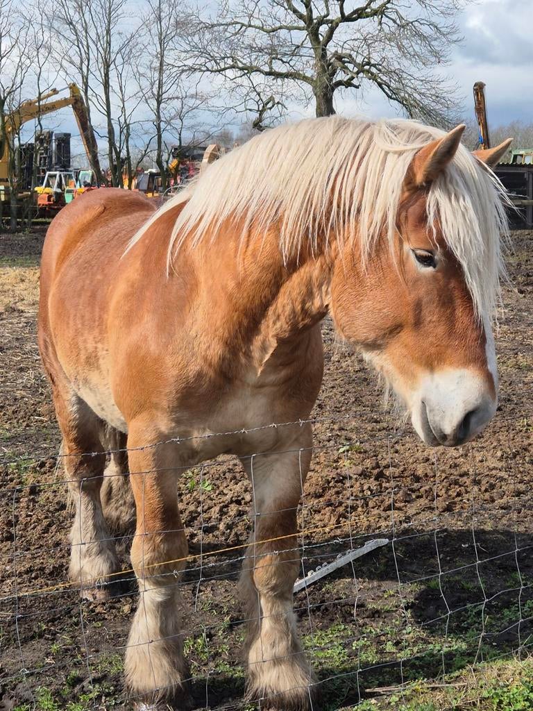 Étalon de trait, Animaux & Accessoires, Cheval d'attelage, Étalon, Non dressé, 3 à 6 ans