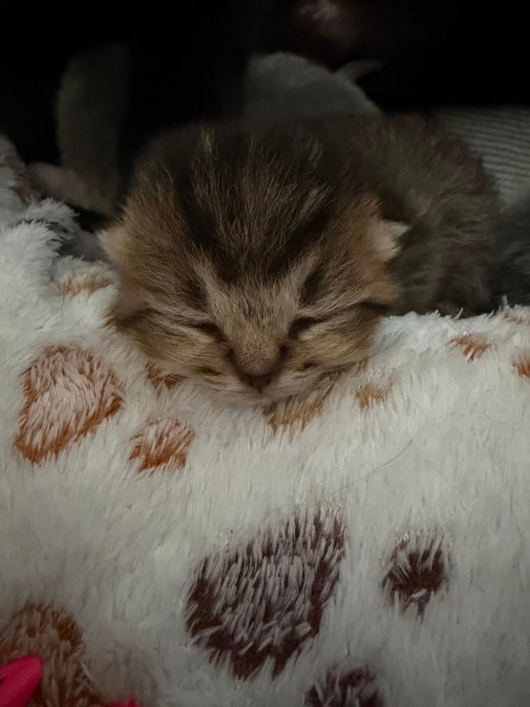 Brits korthaar kittens, Plusieurs animaux, Vermifugé, 0 à 2 ans