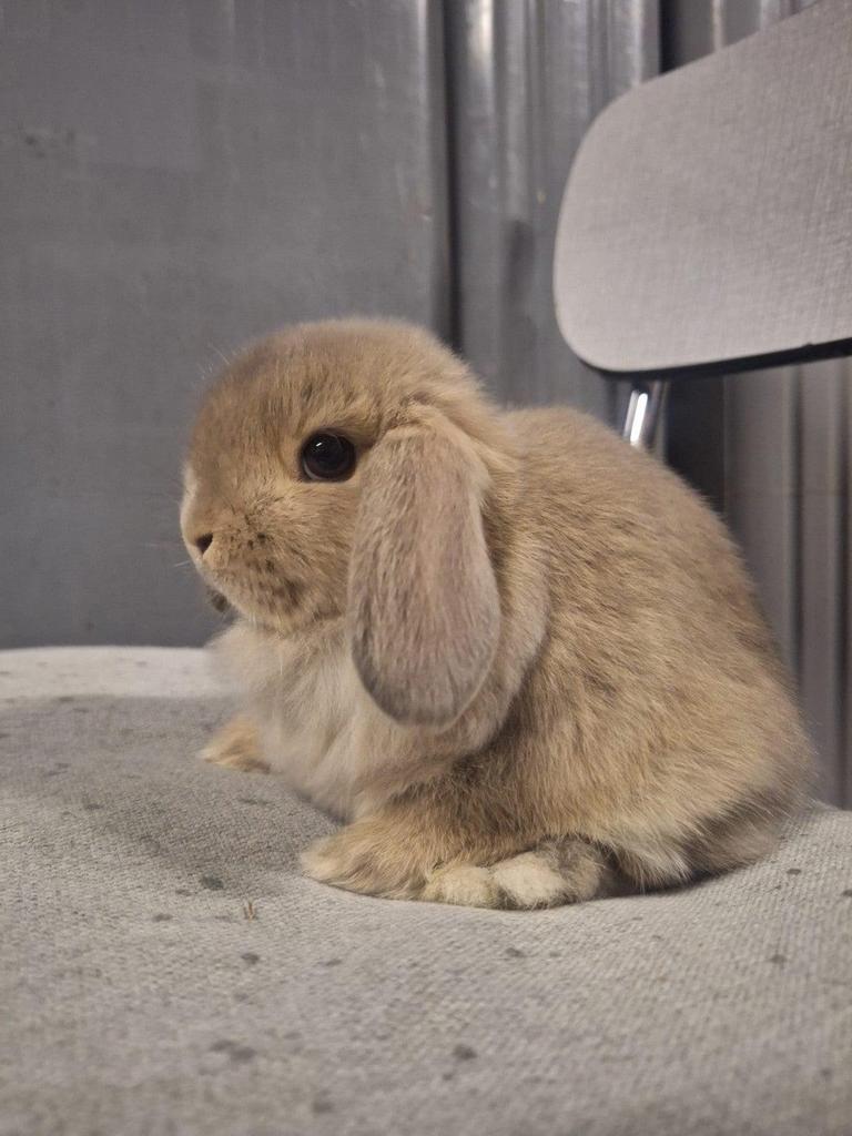 Minilop konijn, Dieren en Toebehoren, Vrouwelijk, 0 tot 2 jaar