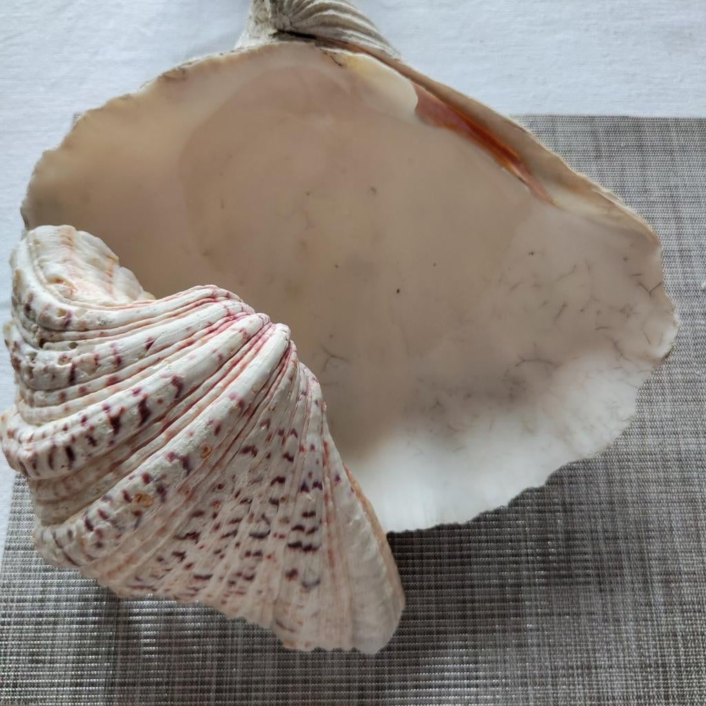 Coquillage bénitier Ile de Ré, Collections, Enlèvement ou Envoi