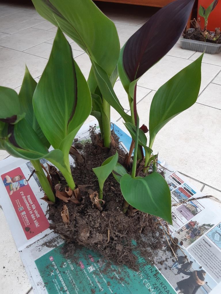 canna cleopatra, Jardin & Terrasse, Enlèvement