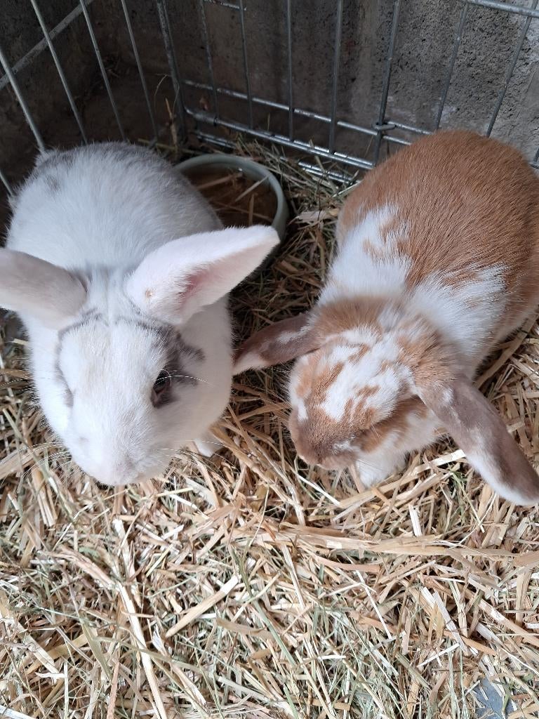 Lapin nain, Mâle, Nain, 0 à 2 ans