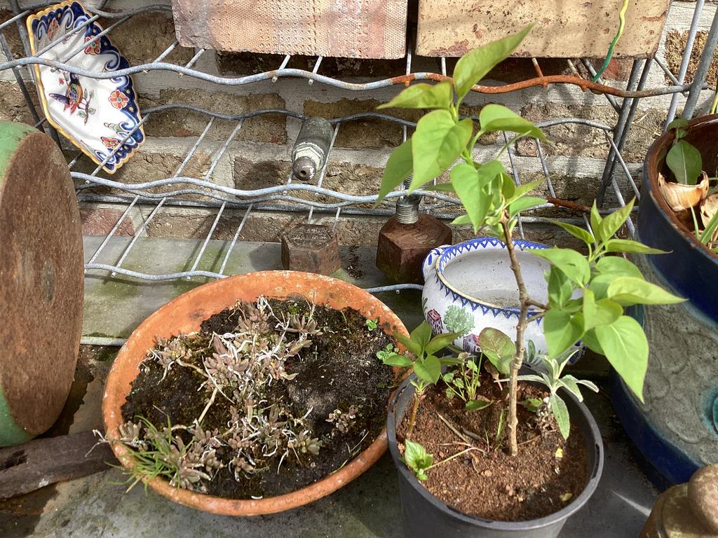 Sering paars, Tuin en Terras, Ophalen