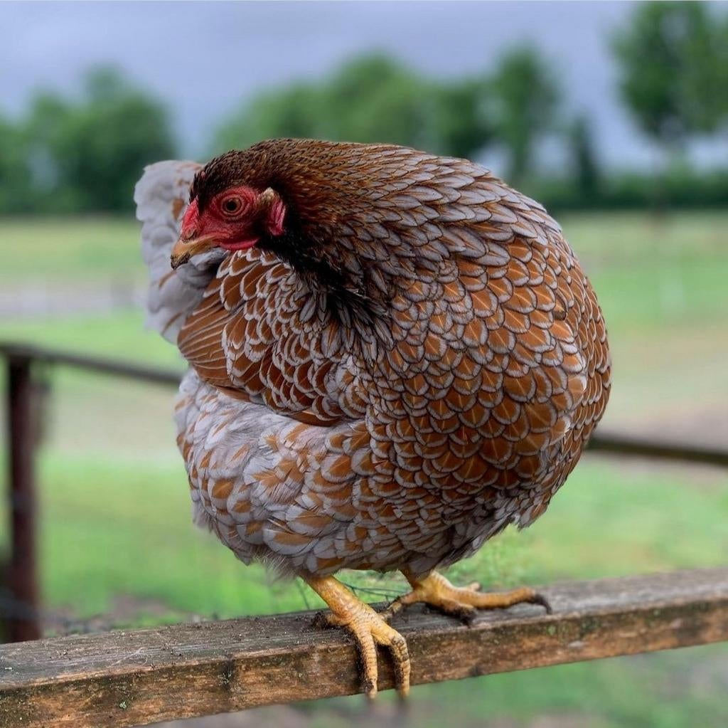 Wyandotte krielkippen jonge hennen beschikbaar, Animaux & Accessoires, Volatiles, Poule ou poulet, Femelle