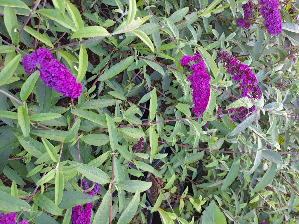 Vlinderstruiken, Ophalen, Vlinderstruik, Struik, 100 tot 250 cm