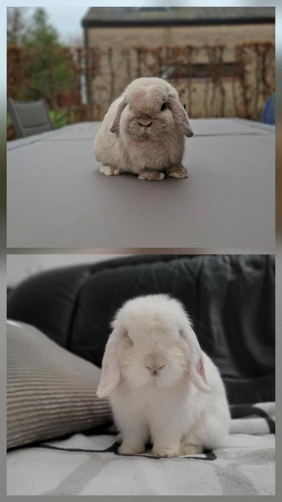 Minilop nestje verwacht, Dieren en Toebehoren, Meerdere dieren, Dwerg, Hangoor, 0 tot 2 jaar