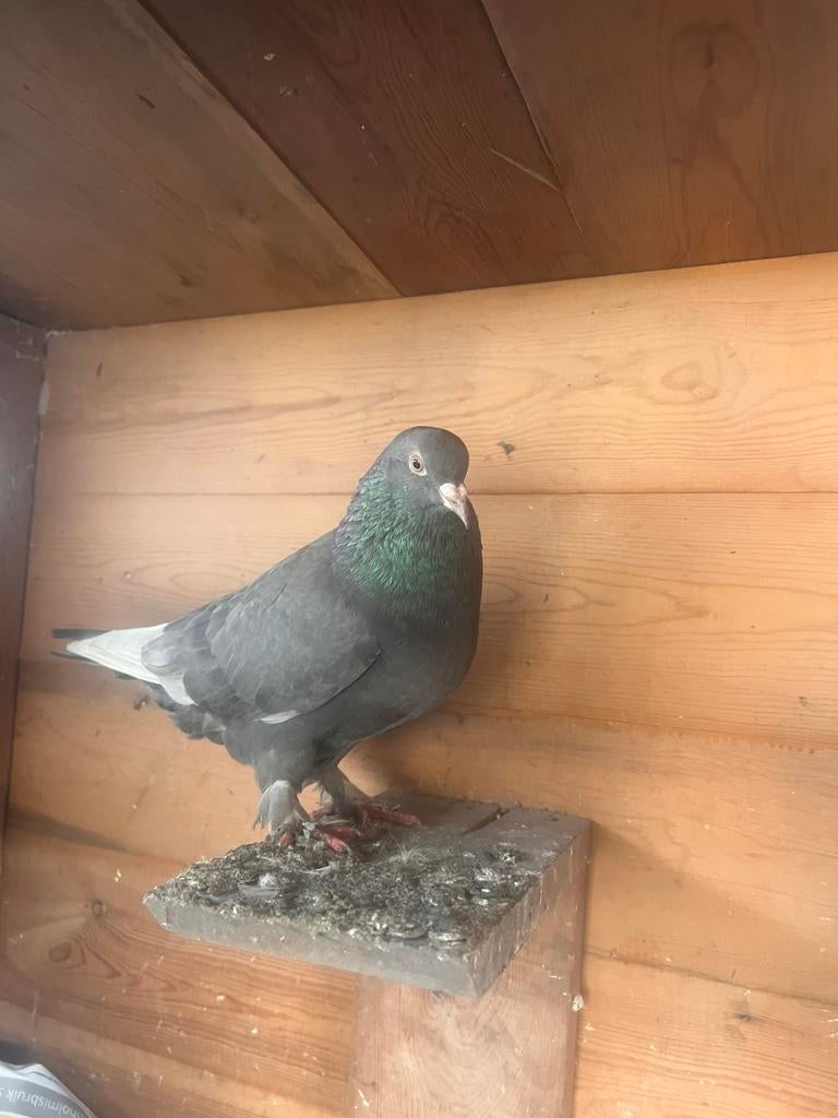 Takla duif man, Dieren en Toebehoren