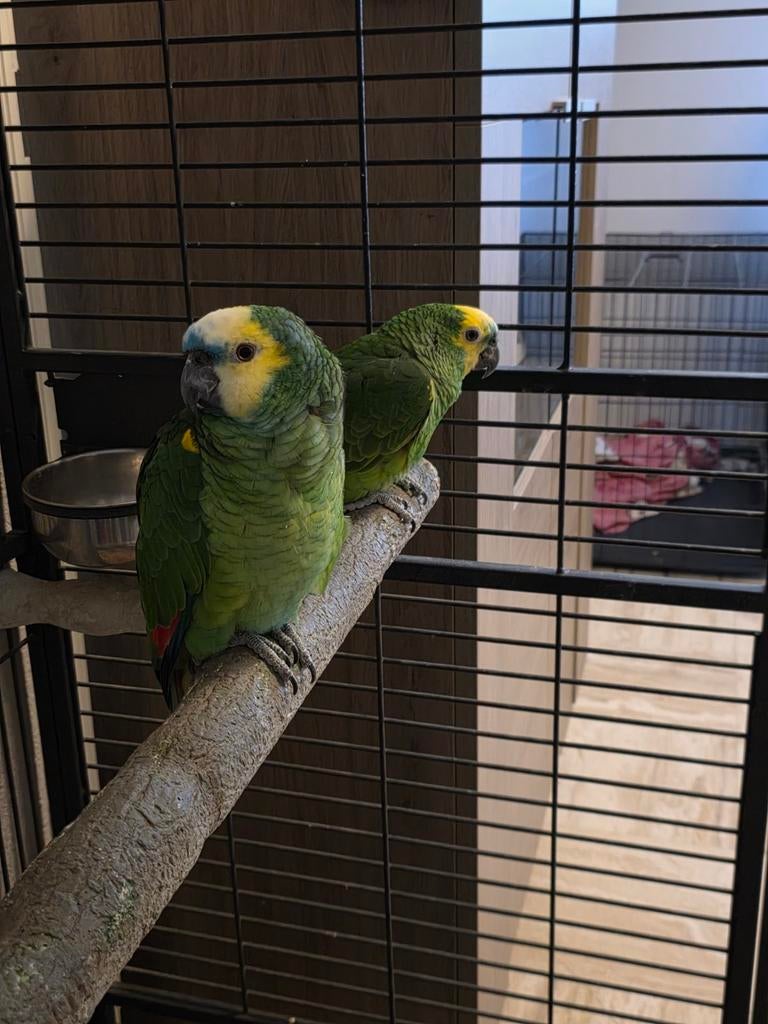 couple amazone front bleu a echanger, Animaux & Accessoires, Oiseaux | Perruches & Perroquets