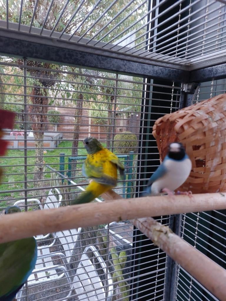 4 splendid parkieten. 0486 215927, Dieren en Toebehoren, Vogels | Parkieten en Papegaaien, Geringd