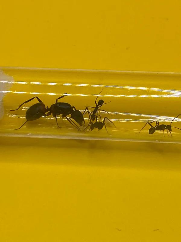 Reine des fourmis Camponotus Cruentatus avec 1 à 5 ouvrières, Fourmis