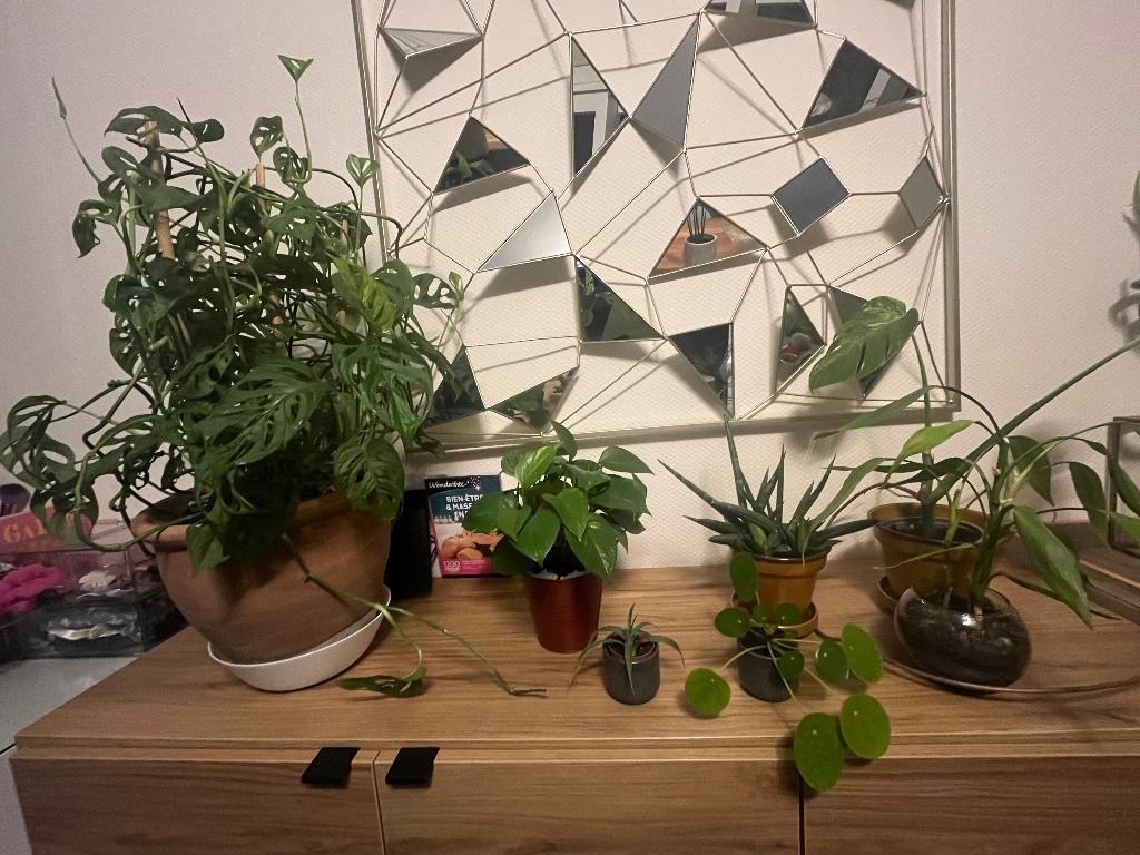 Lot de plantes, Maison & Meubles, Autres espèces, En pot, Moins de 100 cm, Enlèvement