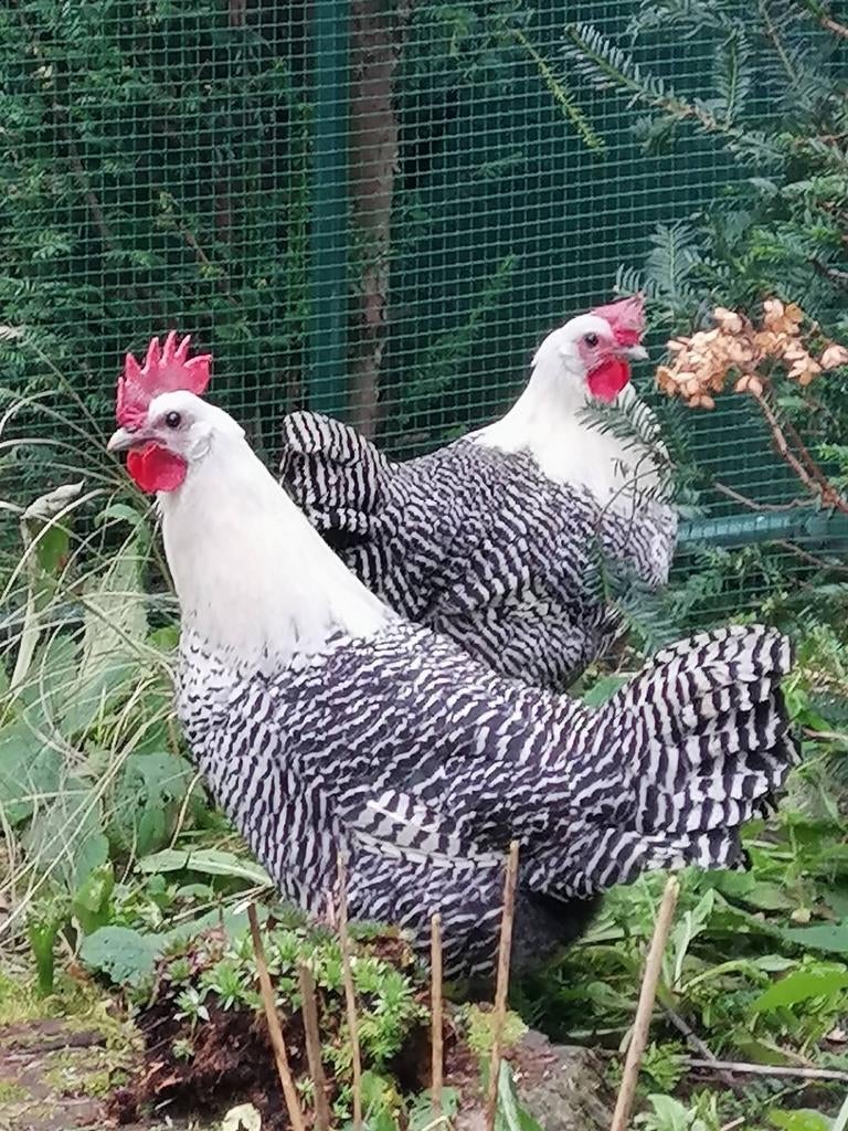 Trio zilverbrakels, Dieren en Toebehoren