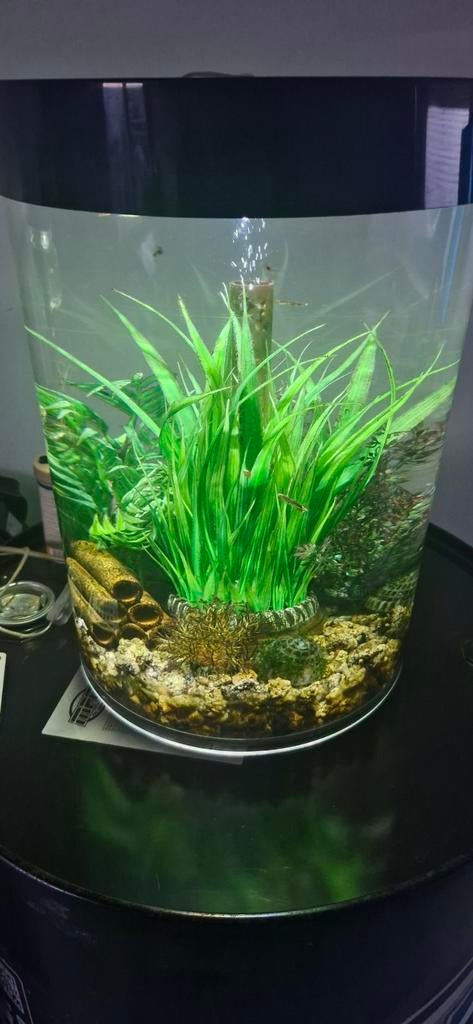 Biorb 30L, Dieren en Toebehoren, Ophalen