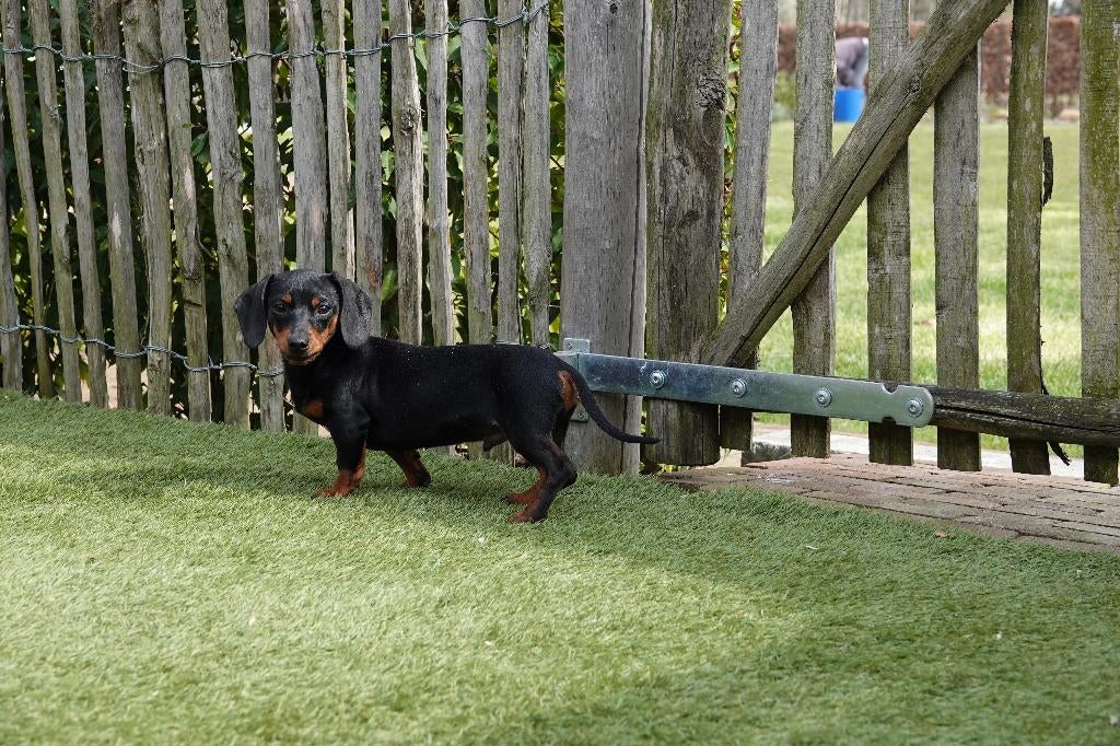 Kortharige dwergteckel pups, met stamboom (geteste ouders), Dieren en Toebehoren, Honden | Teckels en Dashonden, Parvo, België
