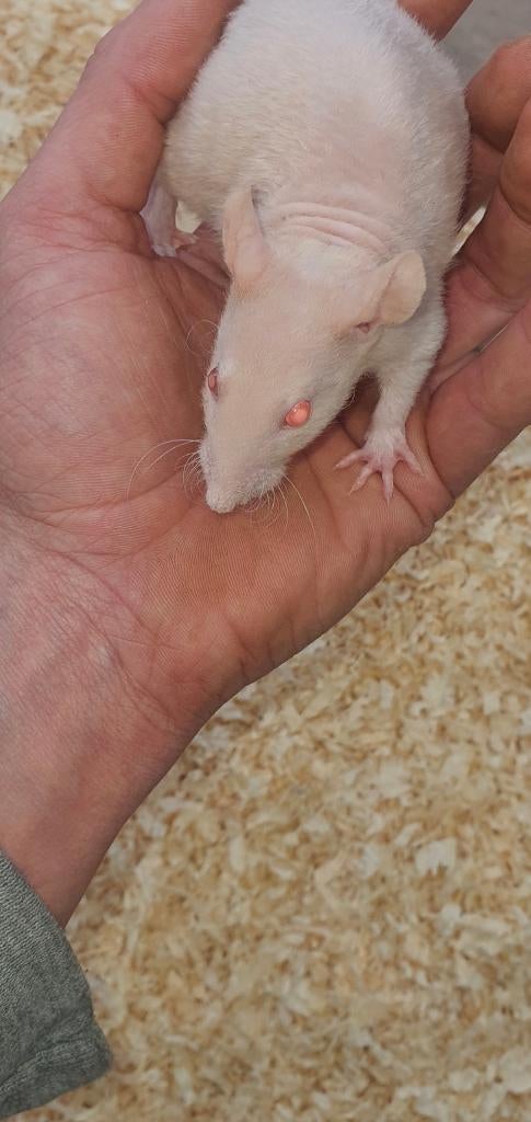 Albino fuzz naaktrat, Dieren en Toebehoren, Rat, Februari, Mannelijk, Tam