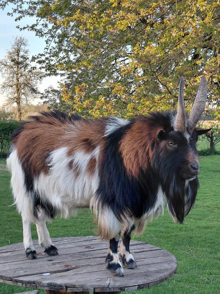 Bouc nain, Animaux & Accessoires, Moutons, Chèvres & Cochons, Mâle, Chèvre, 3 à 5 ans