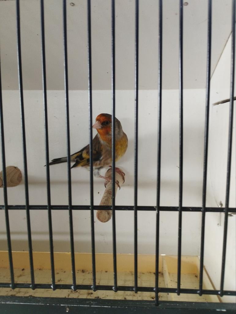 Métis chardonneret, Animaux & Accessoires, Oiseaux | Canaris, Mâle