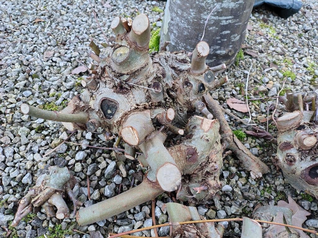 Gratis snoeihout, Tuin en Terras, Brandhout, Minder dan 3 m³, Ophalen, Overige houtsoorten, Blokken