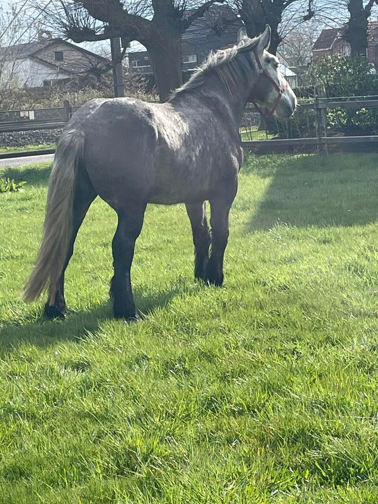 Percheron trekpaard merrie, Dieren en Toebehoren, Merrie