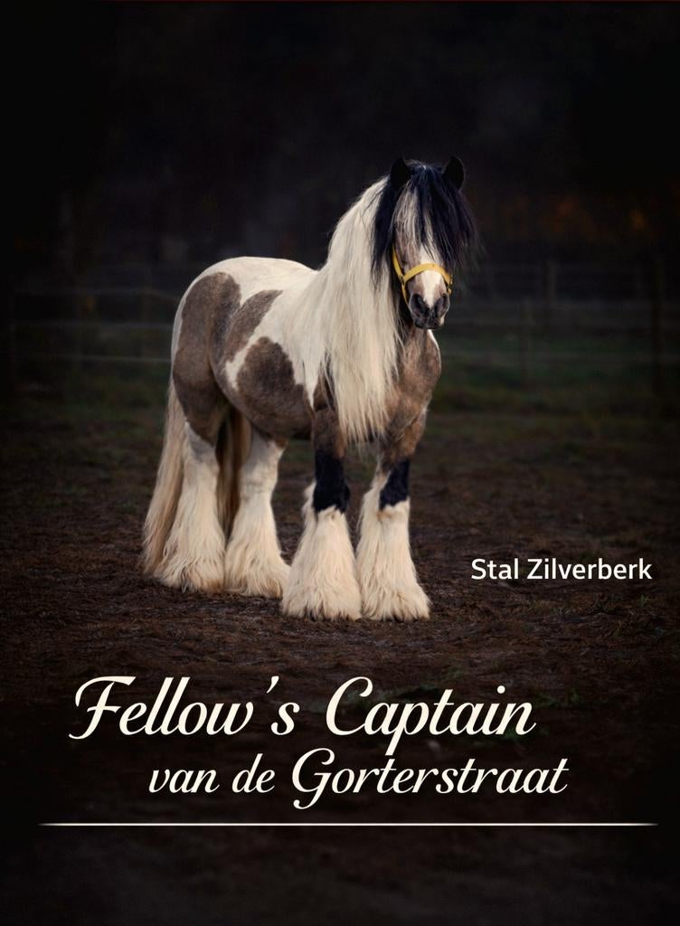 Ter dekking Tinker/Irish Cob, Dieren en Toebehoren, Hengst