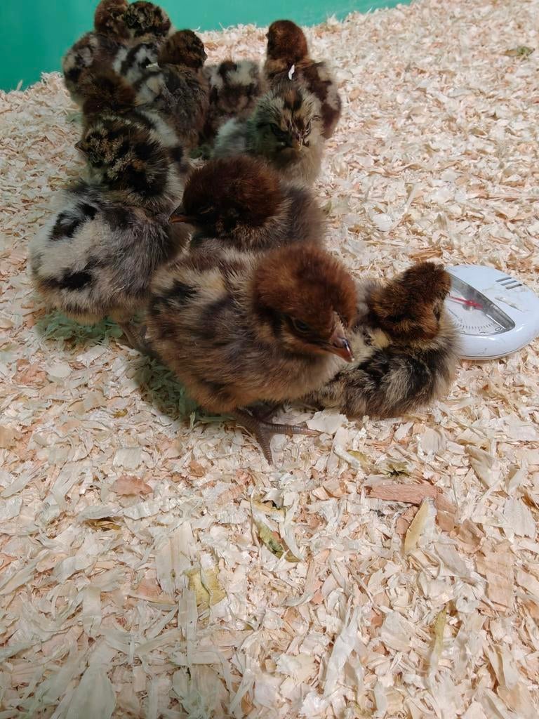 Goudbrakel kuikens te koop, Sexe inconnu, Poule ou poulet