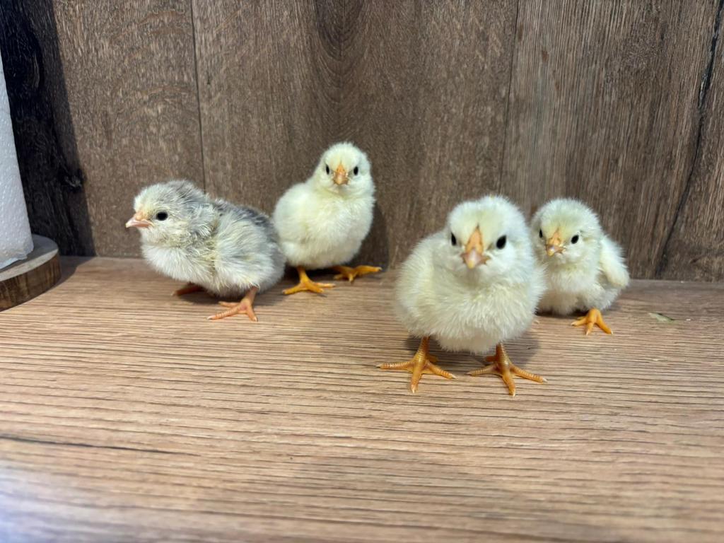 Wyandotte kuikens kriel, Dieren en Toebehoren, Pluimvee