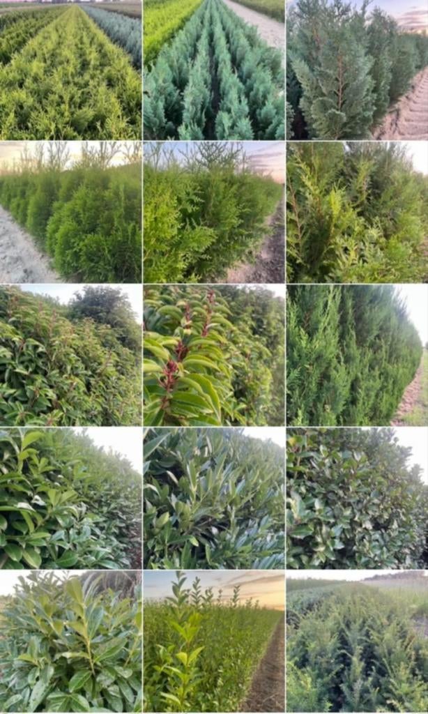 ‼️alle haagplanten aan promoprijzen ‼️, Ophalen, Taxus