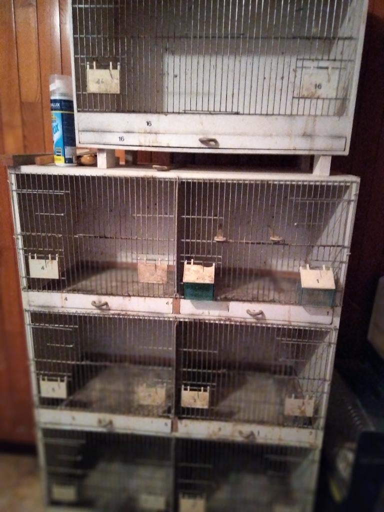 kweekbakken, Dieren en Toebehoren, Vogels | Kanaries, Kleurkanarie