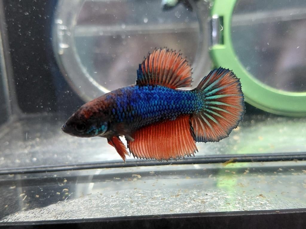 Betta man marble, Dieren en Toebehoren, Vissen | Aquariumvissen, Vis