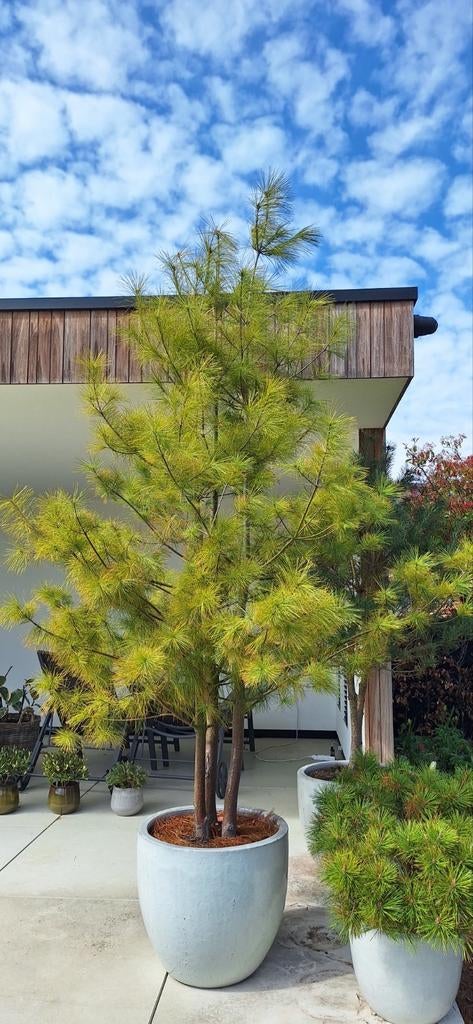 Meerstammige pinus sylvestris strobus, Ne fleurit pas, Plein soleil, Autres espèces, Enlèvement