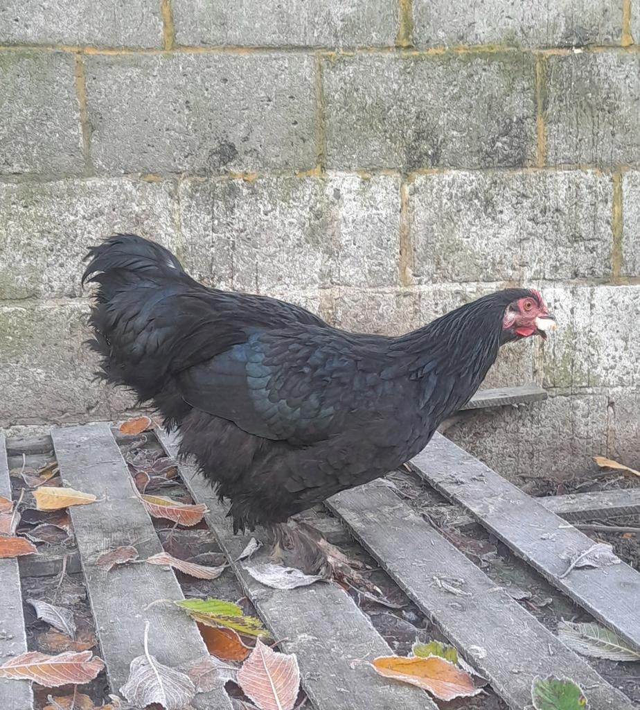 Coq, Animaux & Accessoires, Volatiles, Poule ou poulet