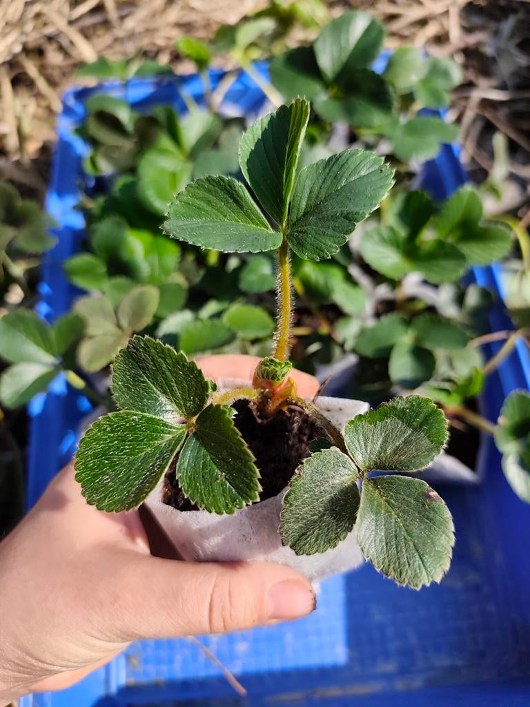 Aardbei Planten, Tuin en Terras, Planten | Tuinplanten, Ophalen