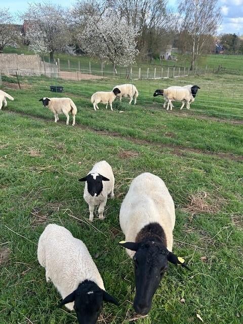 Dorper schapen, Dieren en Toebehoren, Schapen, Geiten en Varkens, Meerdere dieren, Schaap, 0 tot 2 jaar