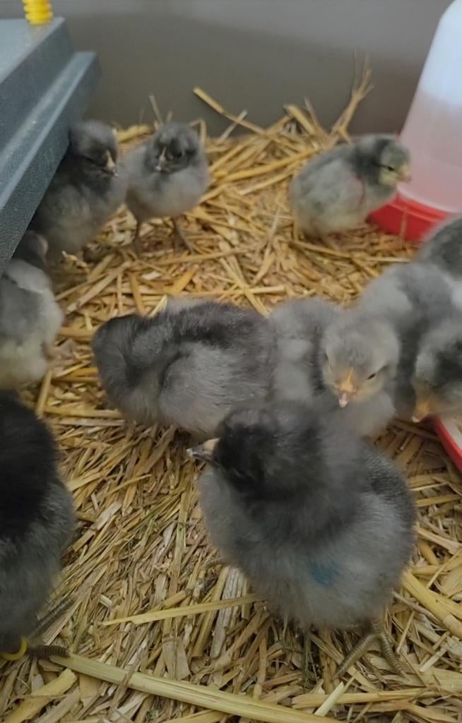 Broedeieren Brabants hoen, Dieren en Toebehoren, Pluimvee, Kip, Geslacht onbekend