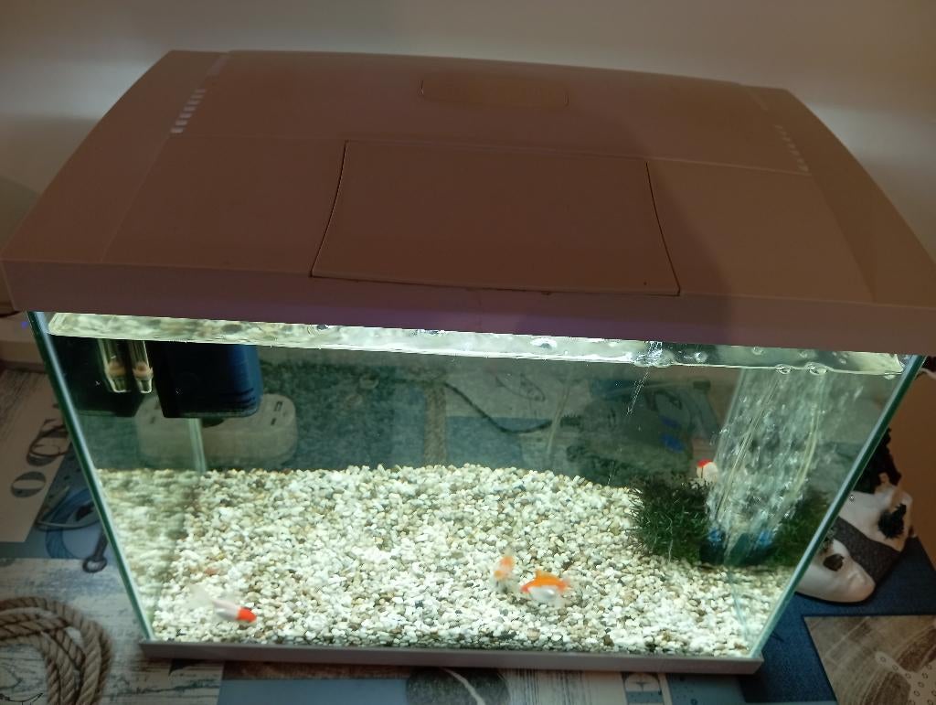 Aquarium avec poissons, Animaux & Accessoires, Poissons | Aquariums & Accessoires, Comme neuf, Aquarium d'eau douce rempli, Poissons inclus