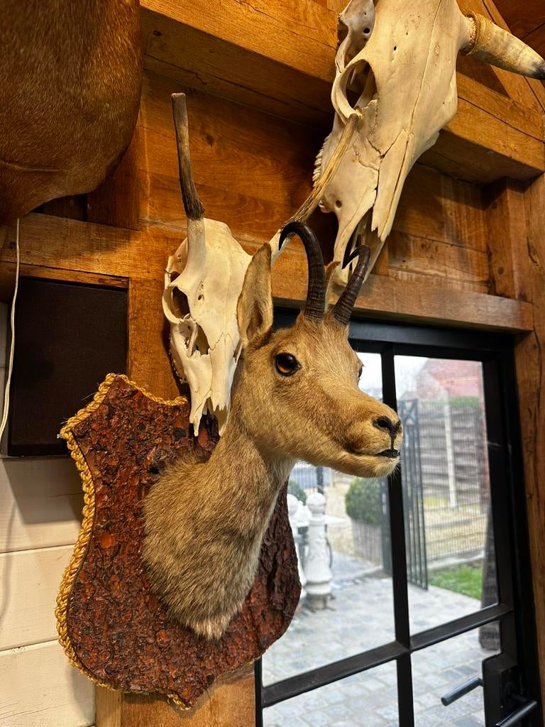 Taxidermie gemsbok, Ophalen, Zo goed als nieuw
