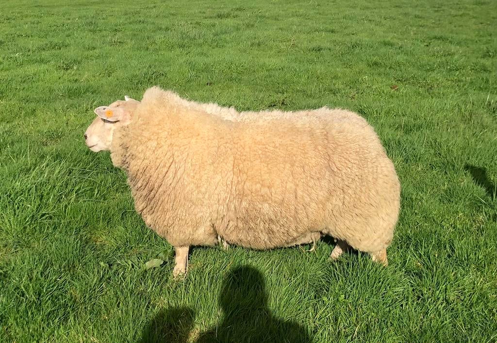 Zware schapenram te koop, Mannelijk, Schaap, 0 tot 2 jaar