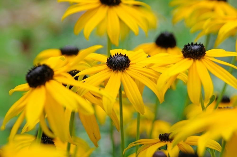 Rudbeckia Goldsturm, Ophalen