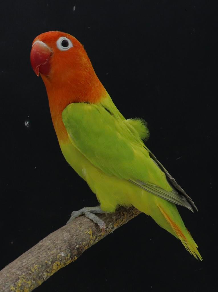 Groen opaline dilute / blauw of turquoise / pale fallow, Dieren en Toebehoren, Mannelijk, Dwergpapegaai of Agapornis, Geringd