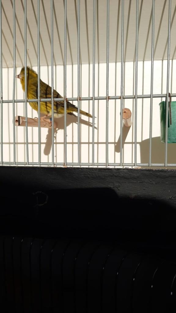 Kleurkanaries - sijs x kanarie, Kleurkanarie