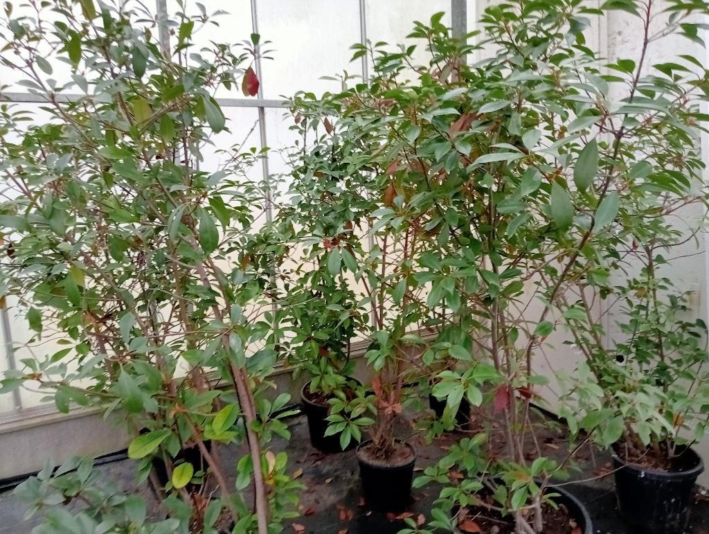 Photinia fraseria Red robin, Jardin & Terrasse, Plantes | Arbustes & Haies, Enlèvement, Autres espèces, Haie, 100 à 250 cm