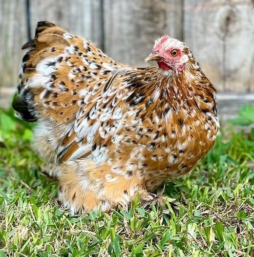 Cochin krielkippen jonge hennen beschikbaar, Vrouwelijk, Kip