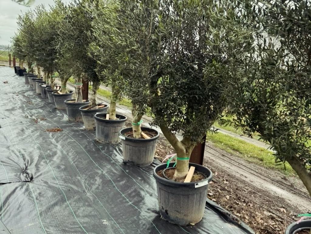 Olijfboom ramificado, Volle zon, Ophalen of Verzenden, 100 tot 250 cm, Olijfboom