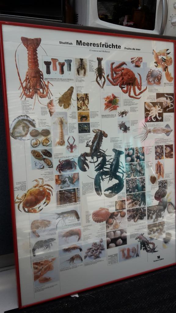 Belle affiche de fruits de mer encadrée de Teubner, Collections, Posters & Affiches, Utilisé, Animal et Nature, Rectangulaire vertical